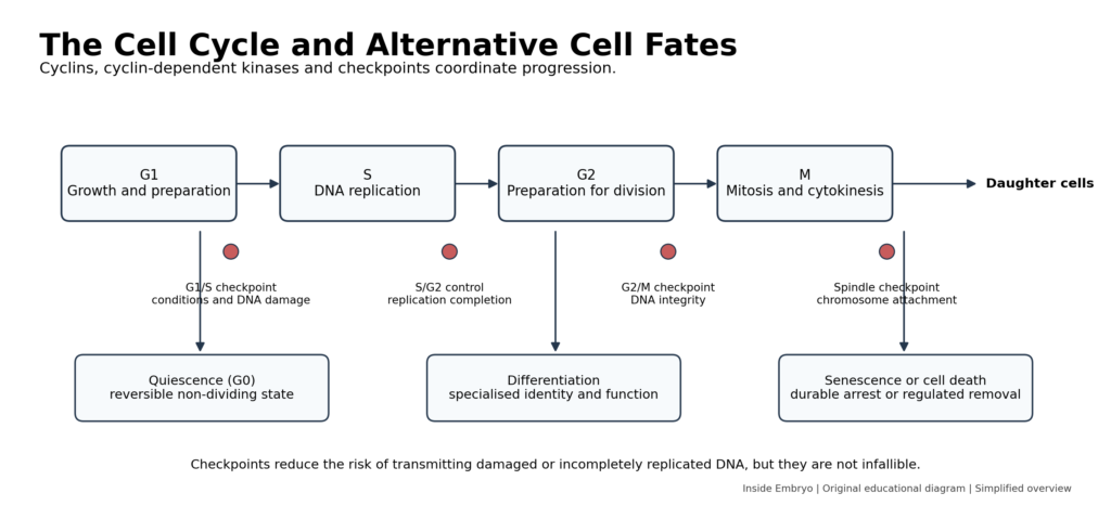 Cell-cycle diagram showing G1, S, G2 and M phases, regulatory checkpoints and alternative cell fates.