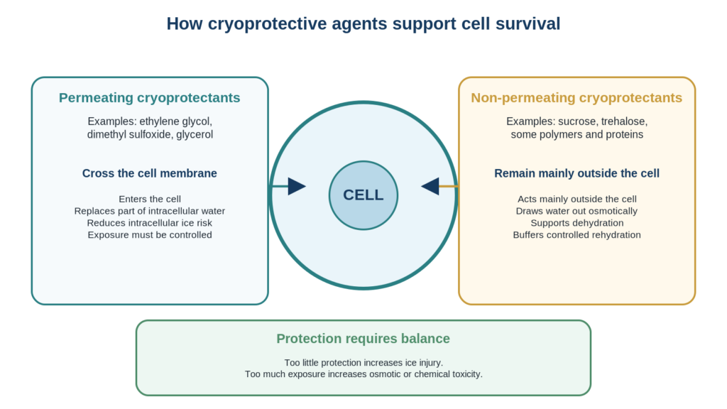 Cell diagram showing permeating cryoprotectants entering the cell and non-permeating cryoprotectants acting outside it.