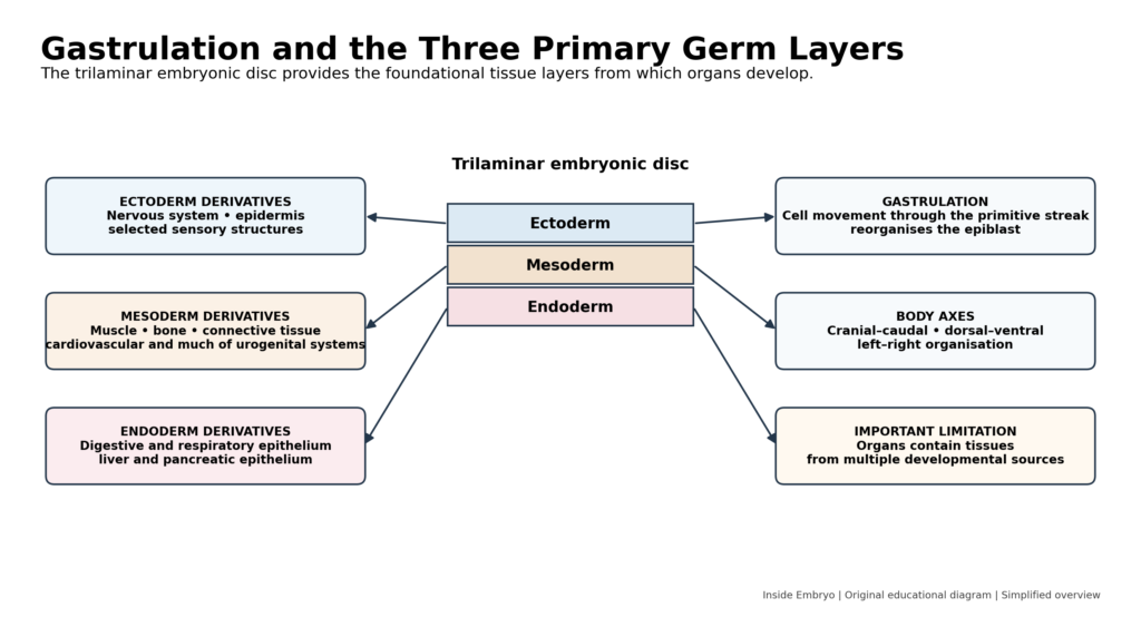 Gastrulation diagram showing ectoderm, mesoderm and endoderm and their major developmental contributions.