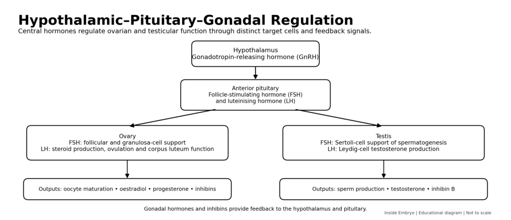 Hypothalamic–pituitary–gonadal axis showing GnRH, FSH, LH and their ovarian and testicular functions.