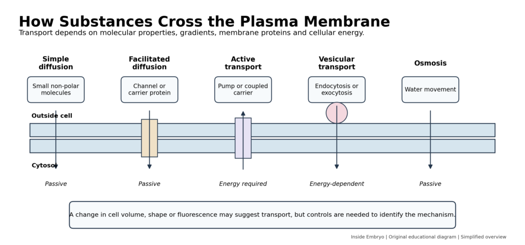Plasma membrane transport diagram showing simple diffusion, facilitated diffusion, active transport, vesicular transport and osmosis.