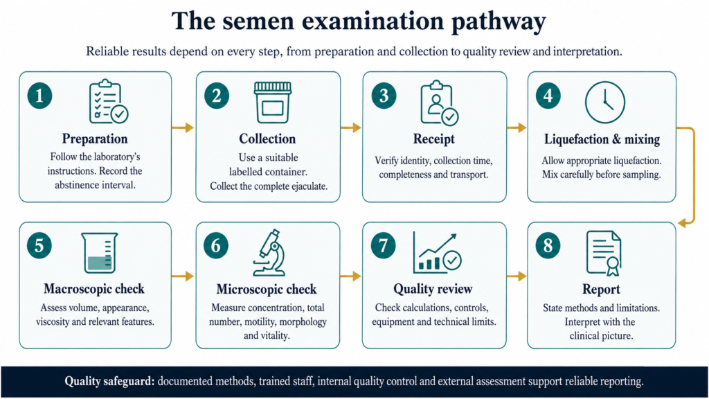 Eight-step semen examination flowchart from patient preparation and sample collection to laboratory assessment, quality review and reporting.