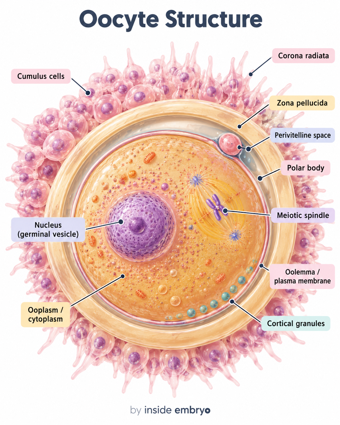 Educational diagram showing the structure of a human oocyte