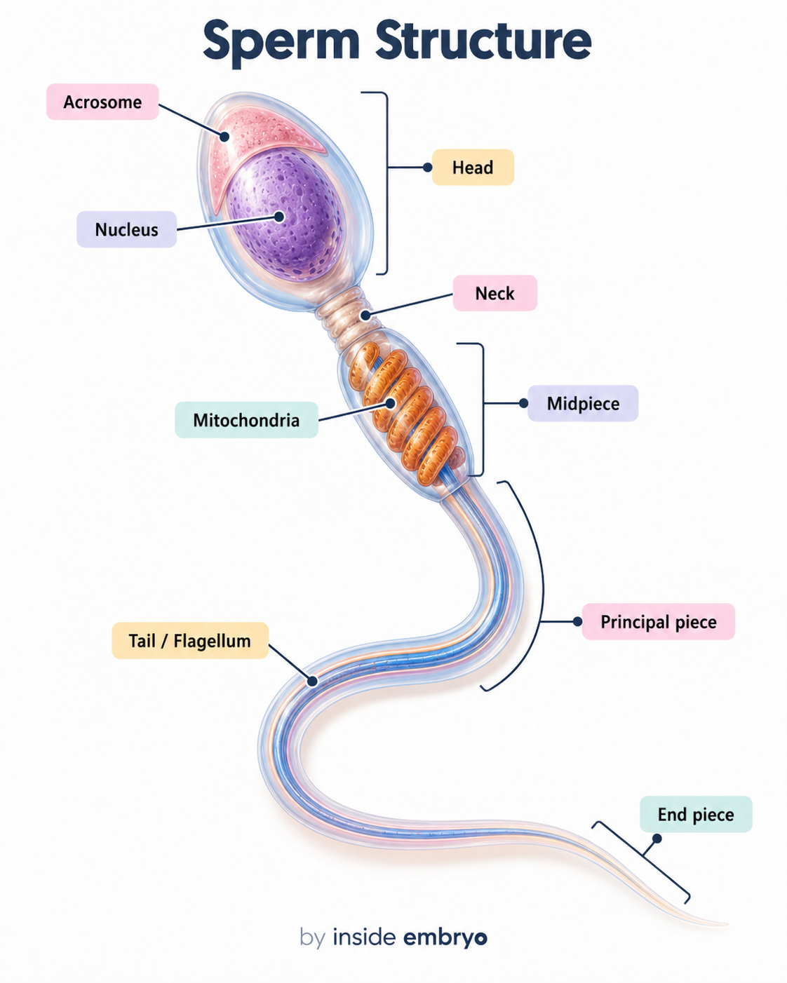 Educational diagram showing the structure of a human sperm cell