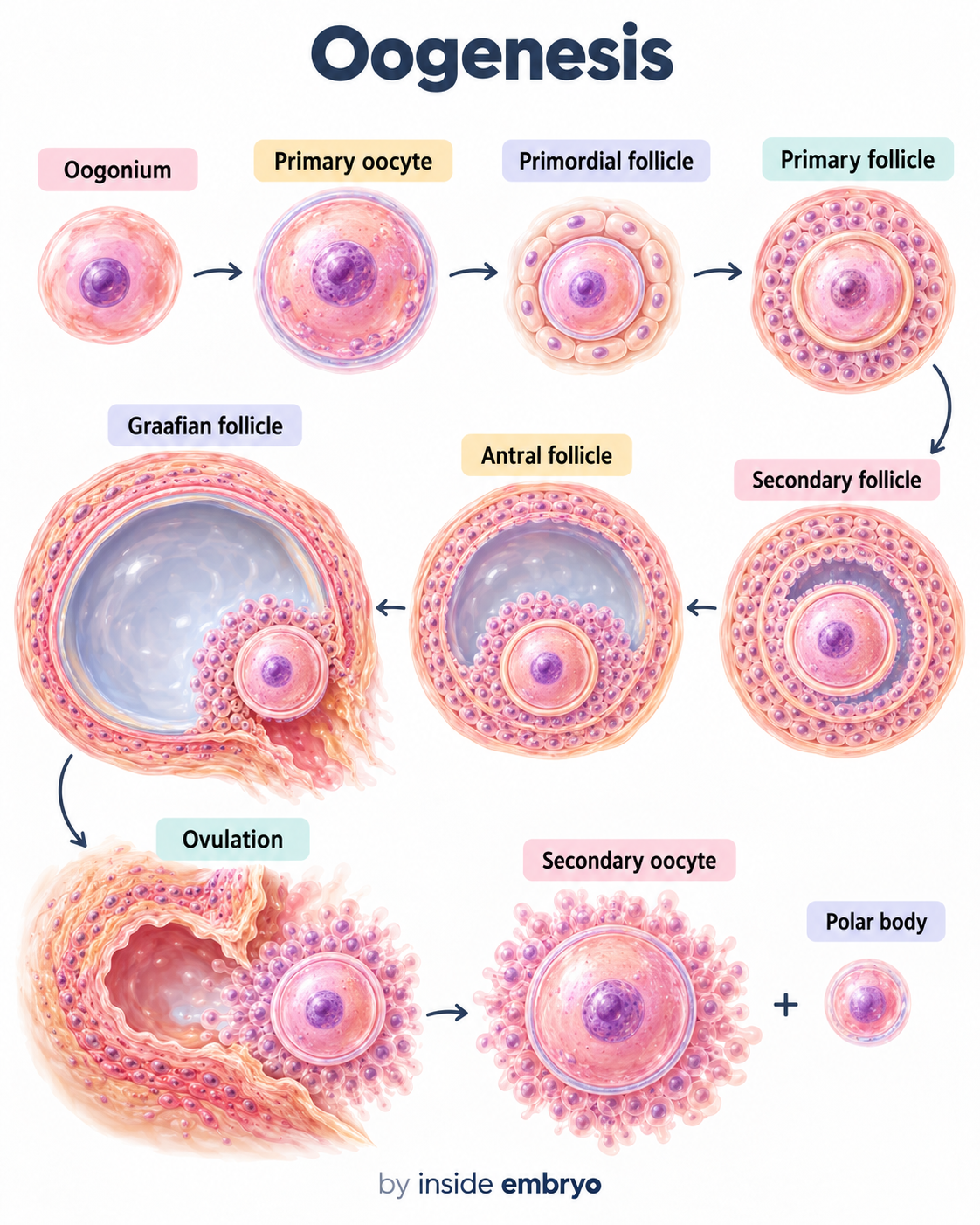 Educational diagram explaining oogenesis