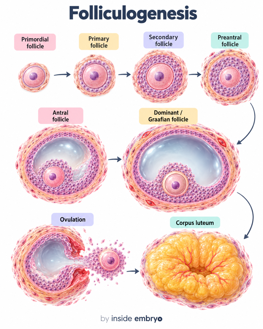 Educational diagram explaining folliculogenesis