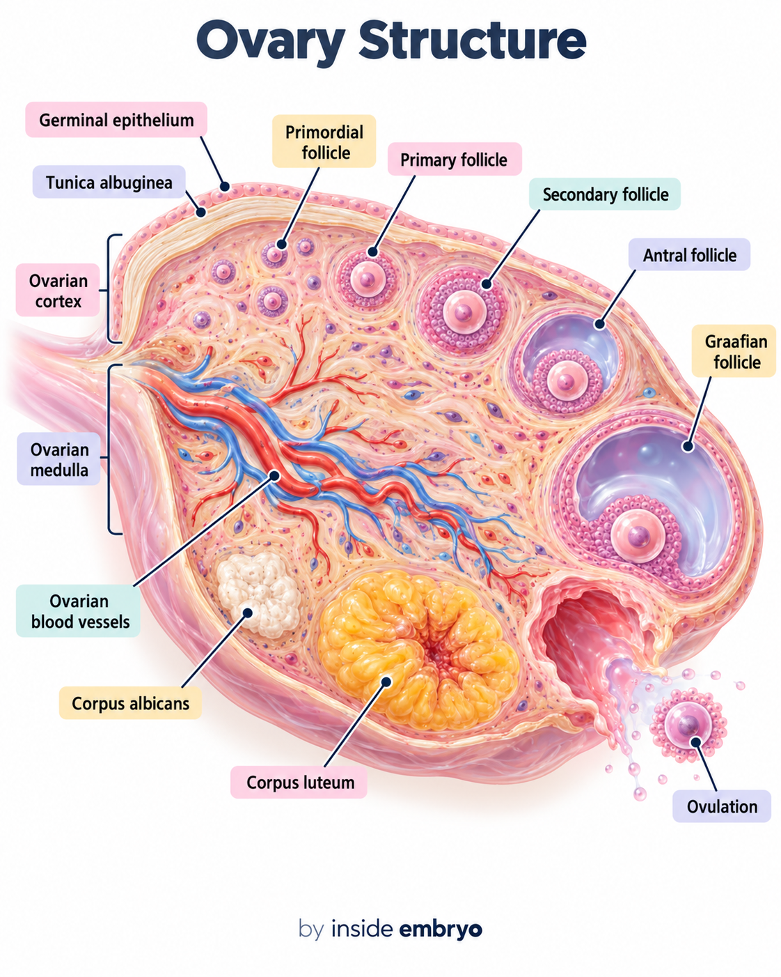 Educational diagram showing the structure of the ovary