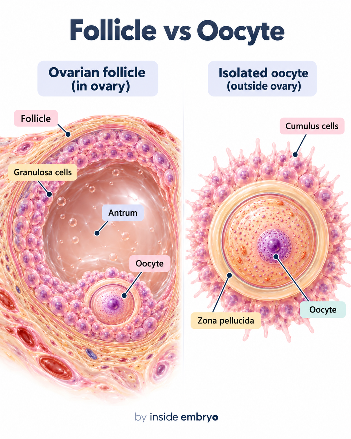 Follicle versus oocyte educational diagram