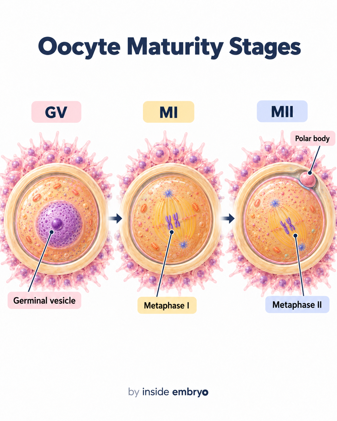 GV MI and MII oocyte maturity stages educational diagram