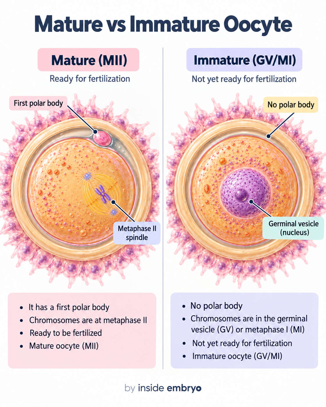 Mature versus immature oocyte educational diagram