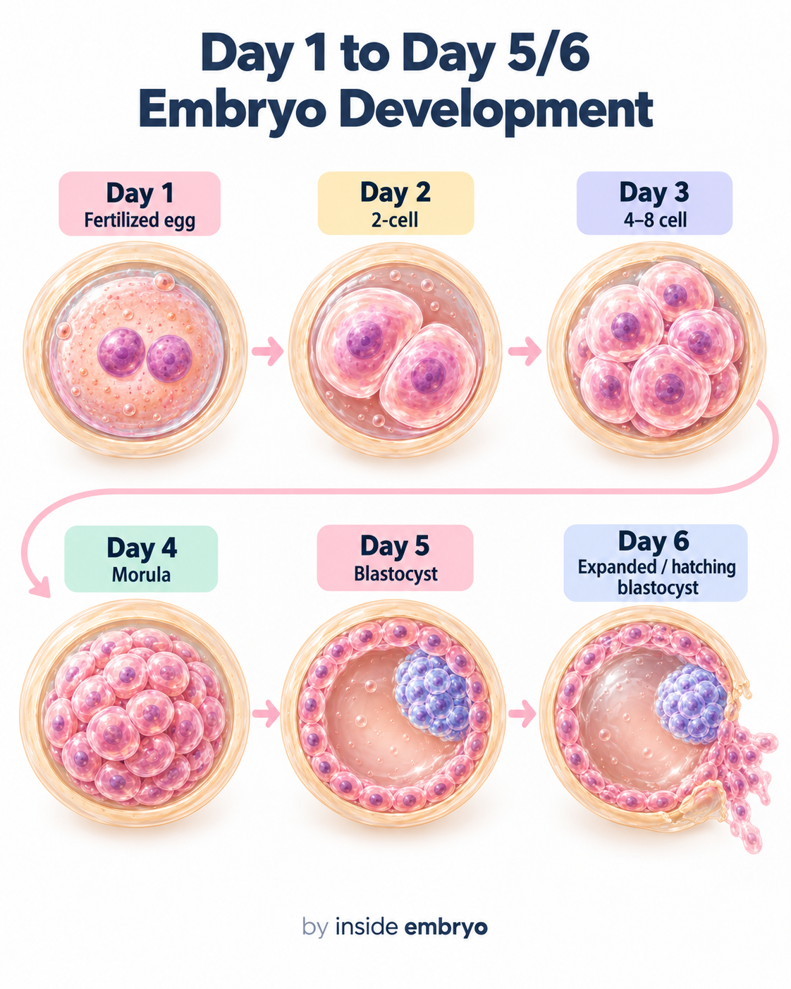 Day 1 to Day 5 or 6 embryo development diagram