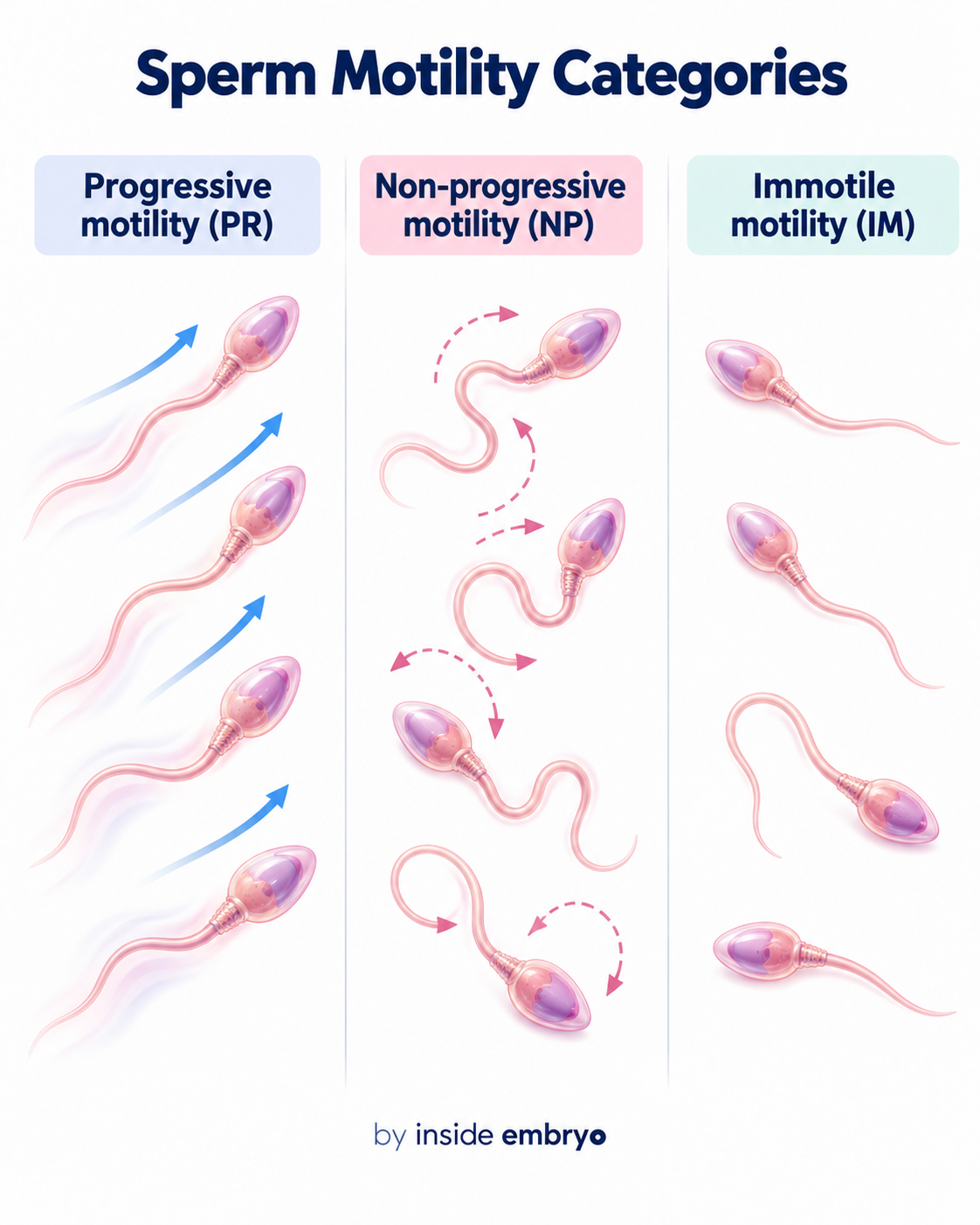 Educational infographic showing sperm motility categories