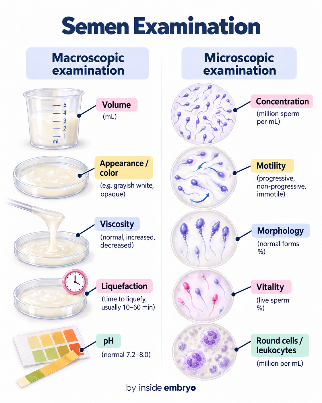 Macroscopic and microscopic semen examination infographic