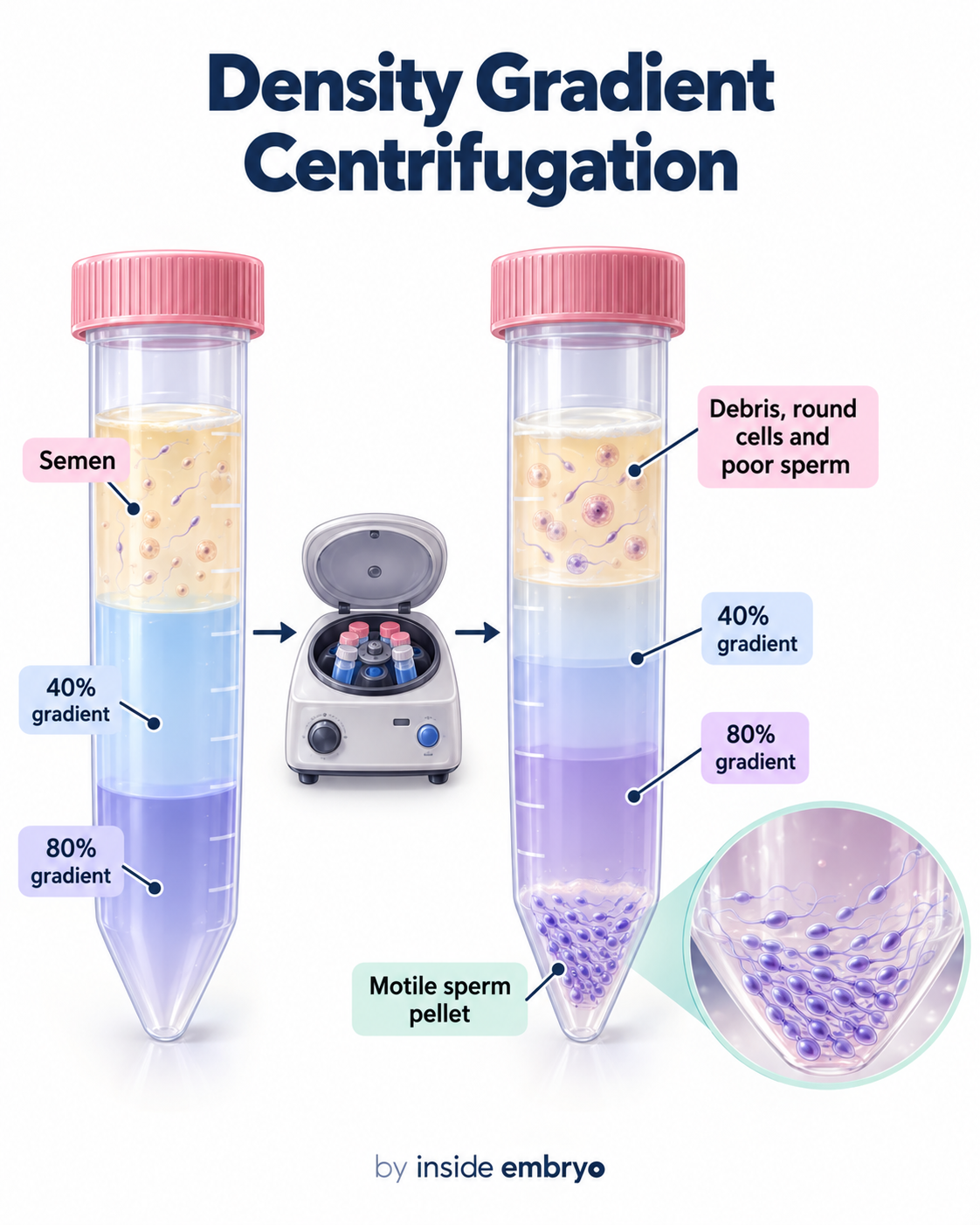 Educational infographic explaining density gradient centrifugation