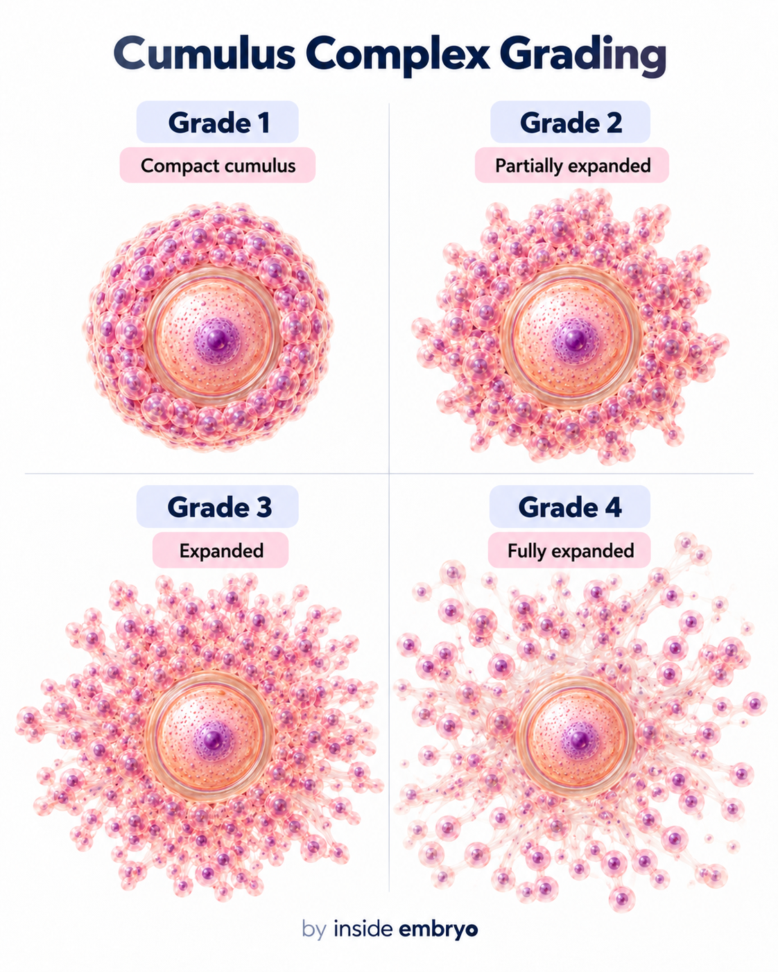 Educational diagram showing cumulus oocyte complex appearance and expansion