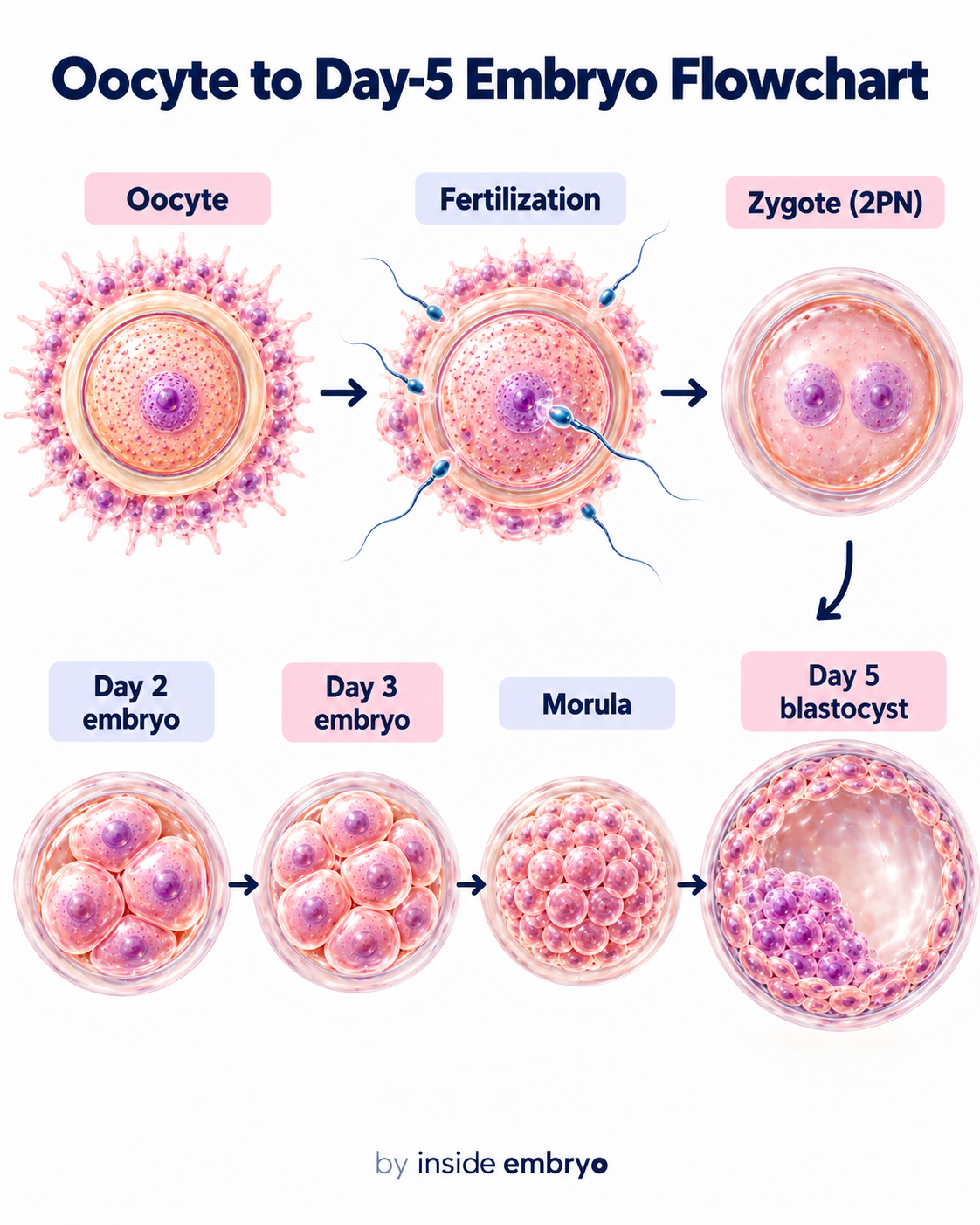 Educational flowchart showing development from oocyte to Day 5 blastocyst